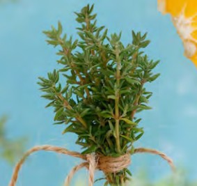 thym summerdreams orange