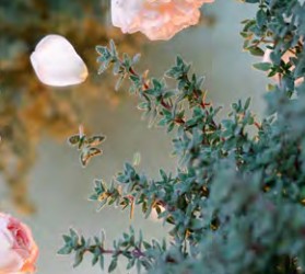 thym summerdreams rose