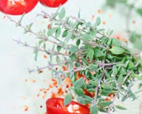 thym summerdreams spicy