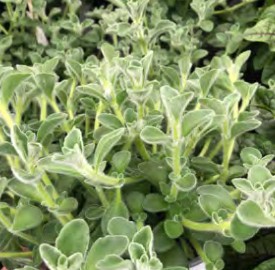 thym malibu